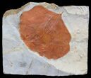 Detailed Fossil Leaf (Zizyphoides) - Montana #59777-1